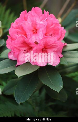 Rosa Rhododendron Blume Nahaufnahme, eine immergrüne Frühling blühende Pflanze in einem Garten, Großbritannien Stockfoto