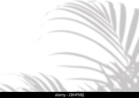 Grauer Schatten der Palme hinterlässt an einer weißen Wand Stockfoto