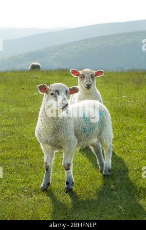 Lämmer in einem Feld, Schafzucht in Peak District, Derbyshire, Großbritannien Stockfoto