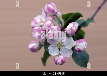 Apfelbaum Blumen Nahaufnahme. Blühender Apfelbaum im Frühlingsgarten. Stockfoto