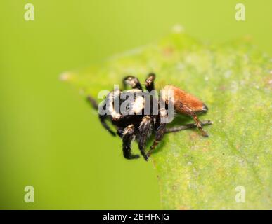Eine Spinne lauert auf den Blättern Stockfoto