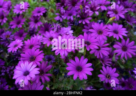 Osteospermum ecklonis (afrikanische Gänseblümchen) im Königlichen Botanischen Garten von Madrid Stockfoto