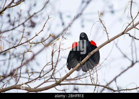 Männchen Rotflügeliger Schwarzvogel (Agelaius phoeniceus) thront auf einem Sumakzweig und singt für ein Weibchen im Frühjahr Stockfoto