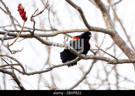 Männchen Rotflügeliger Schwarzvogel (Agelaius phoeniceus) thront auf einem Sumakzweig und singt für eine Frau im April Stockfoto