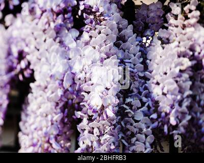 Trauben von Wisteria blühen früh im Frühjahr mit mehreren lila farbigen Blüten Stockfoto