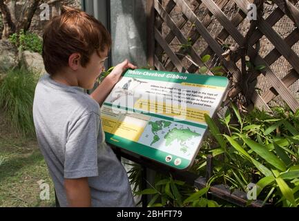 San Antonio Texas, USA, Januar 12 2012: Der 7-jährige hispanische Junge liest im San Antonio Zoo eine Informationstafel. Modell Veröffentlicht © Marjorie Kamys Cotera/Daemmrich Photography Stockfoto