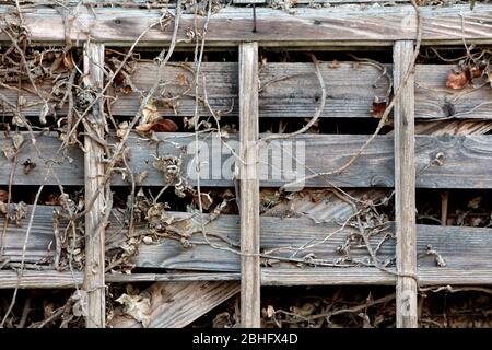 Hölzerne Scheune Wand aus alten baufälligen rissig horizontalen Holzbretter mit trockenen Raupenpflanzen mit getrockneten Blättern Hintergrund Tapete gemischt bedeckt gemacht Stockfoto
