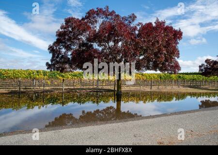 Das lebendige lila Laub des Wattenbaums spiegelt sich in der Regenpfütze am Rand der Weinreben im Weinberg wider Stockfoto