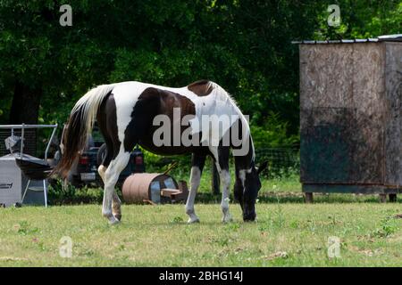 Ein schönes braun-weißes Farbpferd, das auf dem grünen Gras in einer Ranch Weide grast, die mit Schrott und Schutt übersät ist. Stockfoto