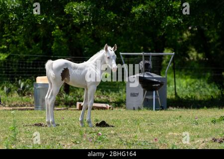 Schönes, schneeweißes Albino-Baby-Pferd, das auf einer Ranch mit Bäumen, einem Grill, einem Mülleimer und anderen Schrott im Hintergrund steht. Stockfoto