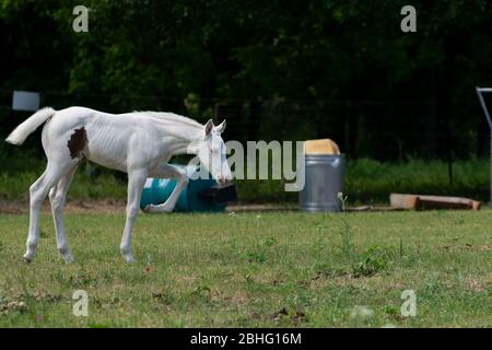 Schönes, schneeweißes Albino-Baby Pferd, das über eine Ranch Weide mit einigen Bäumen, einem Fass, einem Mülleimer und anderen Schrott im Hintergrund läuft. Stockfoto