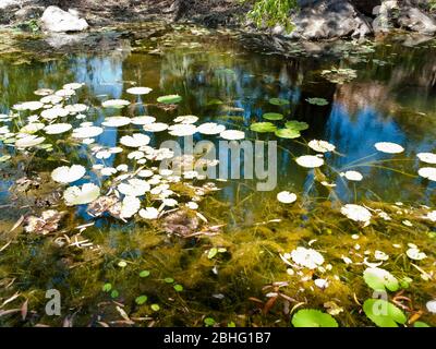 Pool von Nymphaea violacea (Blaue Lilie), Mornington, Kimberley, Westaustralien Stockfoto