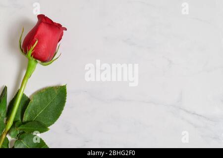 Einzelne lange Stängel rote Rose auf einem luxuriösen weißen Marmorgrund ruht. Stockfoto