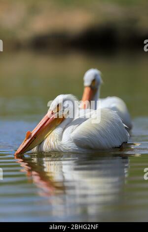 Pelikane, die in einem Teich schwimmen Stockfoto