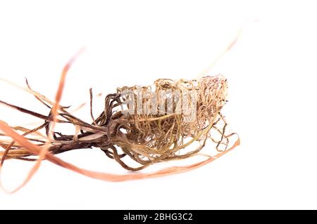 Trocken verworrene Pflanzenwurzeln auf weißem Hintergrund. Nahaufnahme. Stockfoto