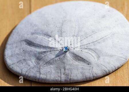 Nahaufnahme eines Sanddollar auf einem Holztisch mit einem kleinen Juwel in der Mitte, das im hellen Sonnenschein leuchtet Stockfoto