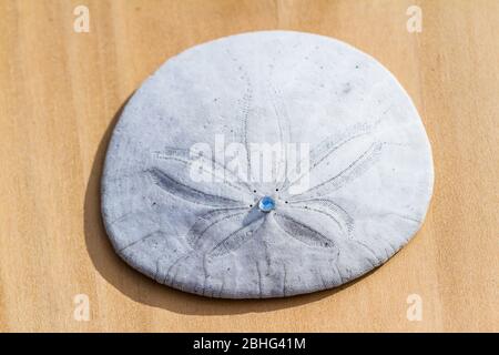 Nahaufnahme eines Sanddollar auf einem Holztisch mit einem kleinen Juwel in der Mitte, das im hellen Sonnenschein leuchtet Stockfoto