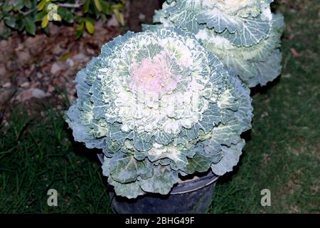 Schöne dekorative bunte Kale Bouquet oder Kohlblumen Dekoration in einem Garten, selektiver Fokus mit Unschärfe-Hintergrund-Bild Stockfoto