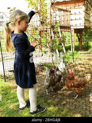 Kassel, Deutschland. April 2020. Amelie füttert die Miethühner. Drei Wochen lang lebten die Hühner im Garten der Familie Rassek am Stadtrand von Kassel. In Hessen gibt es seit mehreren Jahren gemietete Hühner. Das Prinzip: Für eine bestimmte Summe Geld können Kindergärten, Seniorenheime oder Privatpersonen eine kleine Gruppe von Hühnern im Garten bekommen. (Zu Korr Bericht 'Henne mit Haus zu vermieten - Corona Krise feuert Hühnervermietung') Quelle: Uwe Zucchi/dpa/Alamy Live News Stockfoto