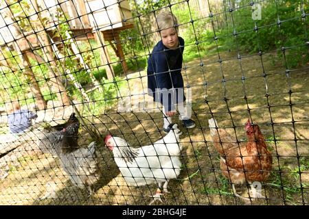 Kassel, Deutschland. April 2020. Amelie steht hinter dem Zaun neben den Miethühnern. Drei Wochen lang lebten die Hühner im Garten der Familie Rassek am Stadtrand von Kassel. In Hessen gibt es seit mehreren Jahren gemietete Hühner. Das Prinzip: Für eine bestimmte Summe Geld können Kindergärten, Seniorenheime oder Privatpersonen eine kleine Gruppe von Hühnern im Garten bekommen. (Zu Korr Bericht 'Henne mit Haus zu vermieten - Corona Krise feuert Hühnervermietung') Quelle: Uwe Zucchi/dpa/Alamy Live News Stockfoto