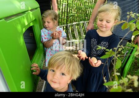 Kassel, Deutschland. April 2020. Louie (vorne), Ella (hinten l) und Amelie bekommen frisch gelegte Eier aus dem Hühnerstall. Drei Wochen lang lebten die Hennen im Garten der Familie Rassek am Stadtrand von Kassel. In Hessen gibt es seit mehreren Jahren gemietete Hühner. Das Prinzip: Für eine bestimmte Summe Geld können Kindergärten, Seniorenheime oder Privatpersonen eine kleine Gruppe von Hühnern im Garten bekommen. (Zu Korr Bericht 'Henne mit Haus zu vermieten - Corona Krise feuert Hühnervermietung') Quelle: Uwe Zucchi/dpa/Alamy Live News Stockfoto