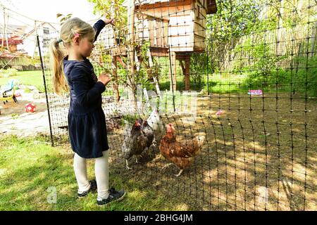 Kassel, Deutschland. April 2020. Amelie füttert die Miethühner. Drei Wochen lang lebten die Hühner im Garten der Familie Rassek am Stadtrand von Kassel. In Hessen gibt es seit mehreren Jahren gemietete Hühner. Das Prinzip: Für eine bestimmte Summe Geld können Kindergärten, Seniorenheime oder Privatpersonen eine kleine Gruppe von Hühnern im Garten bekommen. (Zu Korr Bericht 'Henne mit Haus zu vermieten - Corona Krise feuert Hühnervermietung') Quelle: Uwe Zucchi/dpa/Alamy Live News Stockfoto