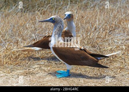 Ein paar Blue Footed Boobies (Sula nebouxii) während der Reproduktionszeit, Galapagos Nationalpark, Ecuador. Stockfoto