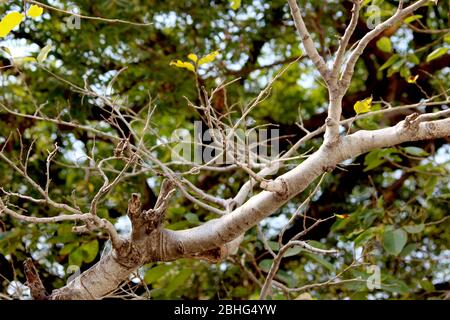 Lebender Zweig des ältesten Baumes mit frischem grünen Blättern Hintergrund, selektiver Fokus mit Unschärfe. Stockfoto