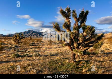 UT00562-10 00 UTAH - Joshua Tree in Beaver Dam Wash ein National Conservation Area und landschaftlich schönen Backway in der Mojave Wüste. Stockfoto