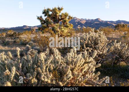 UT00572-00...UTAH - Cholla Kaktus und Joshua Tree in Beaver Dam Wash ein National Conservation Area und landschaftlich schönen Backway in der Mojave Wüste. Stockfoto