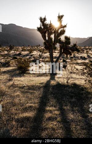 UT00577-00...UTAH - Joshua Tree in Beaver Dam Wash ein National Conservation Area und landschaftlich schönen Backway in der Mojave Wüste. Stockfoto