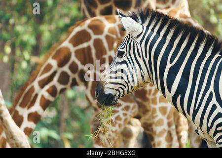zebra essen frisches grünes Gras Stockfoto