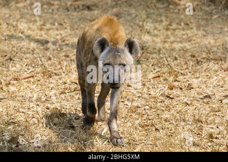 Gefleckte Hyäne oder lachende Hyäne, die auf Gras läuft Stockfoto