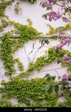 Die Pandemie hat in San Rafael, CA, einige seltsame Sehenswürdigkeiten hinterlassen. Stockfoto