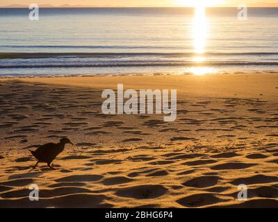 WEKA (Gallirallus australis) am Totaranui Beach, Abel Tasman National Park, Neuseeland Stockfoto