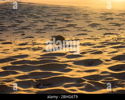 WEKA (Gallirallus australis) am Totaranui Beach, Abel Tasman National Park, Neuseeland Stockfoto