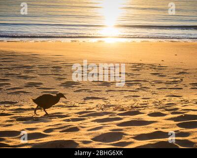 WEKA (Gallirallus australis) am Totaranui Beach, Abel Tasman National Park, Neuseeland Stockfoto