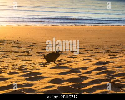 WEKA (Gallirallus australis) am Totaranui Beach, Abel Tasman National Park, Neuseeland Stockfoto