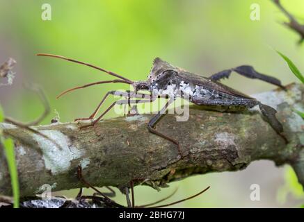 Der Riesenblattkäfer (Acanthocephala declivis) aus nächster Nähe Stockfoto