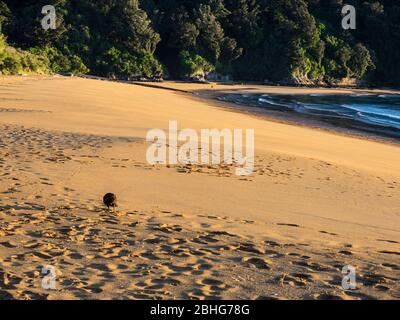 WEKA (Gallirallus australis) am Totaranui Beach, Abel Tasman National Park, Neuseeland Stockfoto