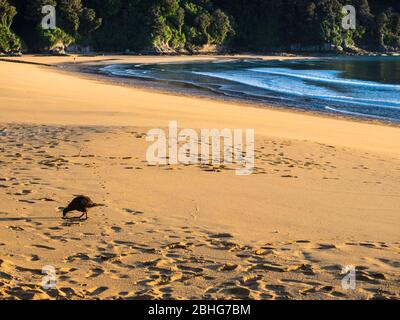 WEKA (Gallirallus australis) am Totaranui Beach, Abel Tasman National Park, Neuseeland Stockfoto