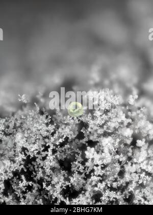 Aus einer Bodenprobe: Wahrscheinlich ein Pollenkorn auf der Oberseite einer Schleimschimmelkolonie, vertikales Sichtfeld ist etwa 1,2 mm Stockfoto