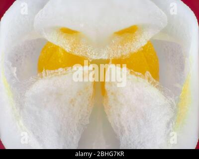 Orchideenblüte mit Pollen (Pollinien), die unter dem Mikroskop sichtbar sind Stockfoto