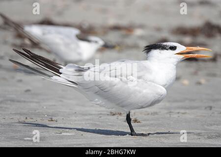 Royal tern (Thalasseus maximus) an einem Strand in Florida, USA Stockfoto