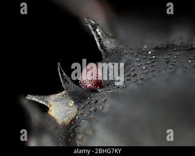 Extreme Makroaufnahme (unter dem Mikroskop, mit 10x Mikroskop Objektiv) von Halyomorpha halys Nymphe Auge Stockfoto