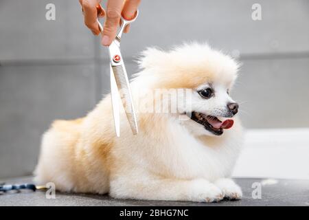 Konzept Friseur für Tiere, Groomer hat Happy Dog pomeranian spitz getrimmt Stockfoto