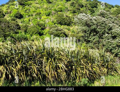 Dichter Flachs- und Manuka-Busch auf einem Hügel im Abel Tasman National Park, Neuseeland Stockfoto