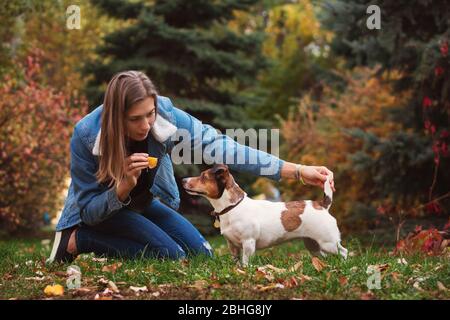 Hund und Besitzer gehen Herbst Park. Reinrassige Jack Russel Terrier Hund im Freien in der Natur auf Gras am Herbsttag. Verspielte Stimmung. Lustige expressive Freizeit. Züchter und sein Haustier bei der Ausbildung. Haustiere Freunde. Stockfoto