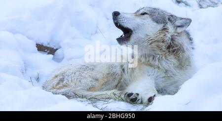 Grauer Wolf canis lupus mit großen Zähnen heulend im Schnee Stockfoto