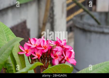 Rosa Blumen oder Plumeria obtusa im Garten. Stockfoto